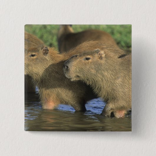 Capybara, Hydrochaeris hydrochaeris), Welts Button (Vorderseite)