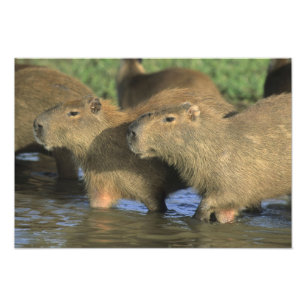 Capybara, Hydrochaeris hydrochaeris), Welts Fotodruck