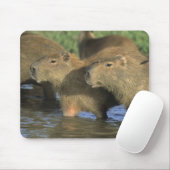 Capybara, Hydrochaeris hydrochaeris), Welts Mousepad (Mit Mouse)