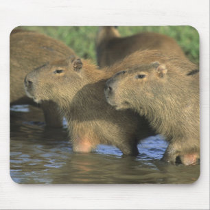 Capybara, Hydrochaeris hydrochaeris), Welts Mousepad