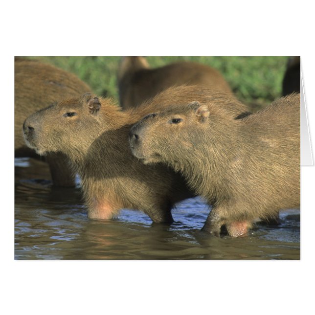 Capybara, Hydrochaeris hydrochaeris), weltweit (Vorderseite (Horizontal))