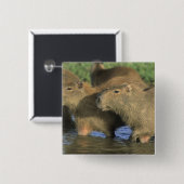 Capybara, Hydrochaeris hydrochaeris), weltweit Button (Vorne & Hinten)