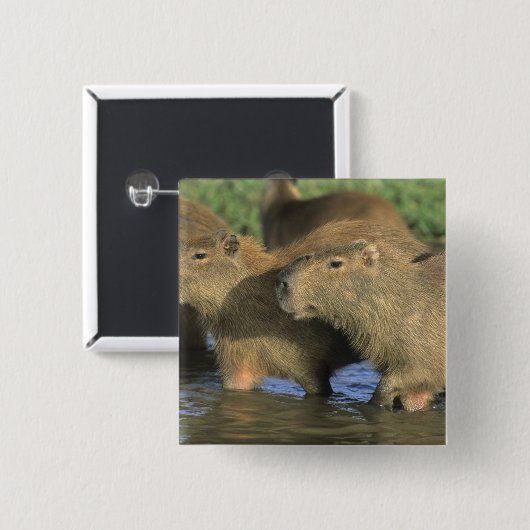 Capybara, Hydrochaeris hydrochaeris), weltweit Button (Vorne & Hinten)