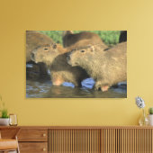 Capybara, Hydrochaeris hydrochaeris), weltweit Leinwanddruck (Insitu (Wohnzimmer))