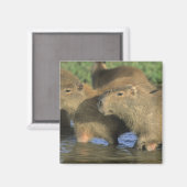 Capybara, Hydrochaeris hydrochaeris), weltweit Magnet (Vorderseite/Rückseite)