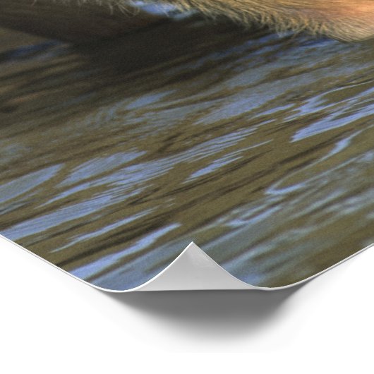 Capybara, Hydrochaeris hydrochaeris), weltweit Poster (Ecke)