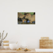 Capybara, Hydrochaeris hydrochaeris), weltweit Poster (Küche)
