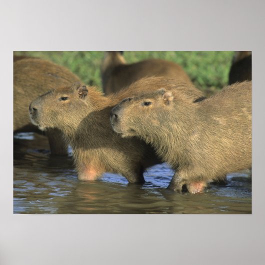 Capybara, Hydrochaeris hydrochaeris), weltweit Poster (Vorne)