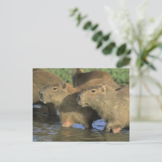 Capybara, Hydrochaeris hydrochaeris), weltweit Postkarte (Stehend Vorderseite)