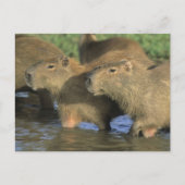 Capybara, Hydrochaeris hydrochaeris), weltweit Postkarte (Vorderseite)