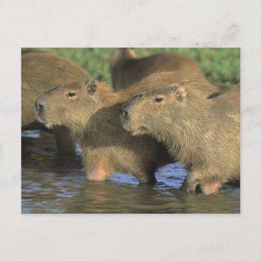 Capybara, Hydrochaeris hydrochaeris), weltweit Postkarte (Vorderseite)