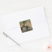 Capybara, Hydrochaeris hydrochaeris), weltweit Quadratischer Aufkleber (Umschlag)