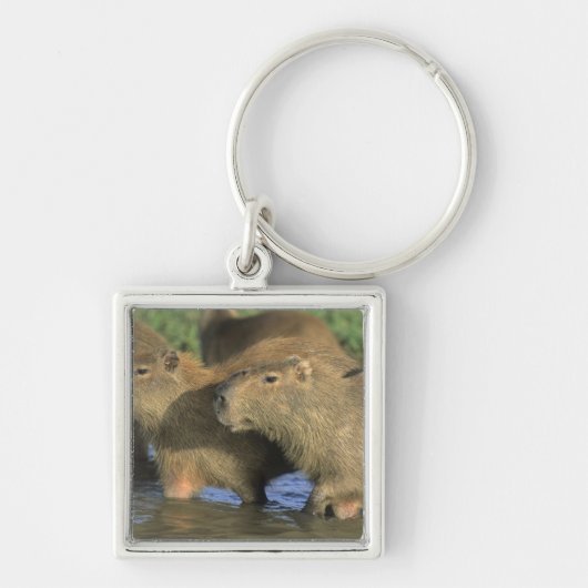 Capybara, Hydrochaeris hydrochaeris), weltweit Schlüsselanhänger (Vorne)