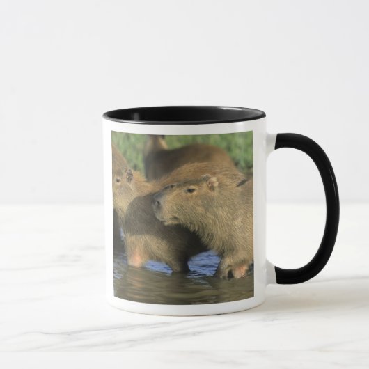 Capybara, Hydrochaeris hydrochaeris), weltweit Tasse (Rechts)