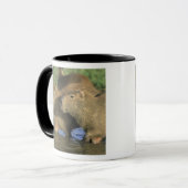 Capybara, Hydrochaeris hydrochaeris), weltweit Tasse (Vorderseite Links)