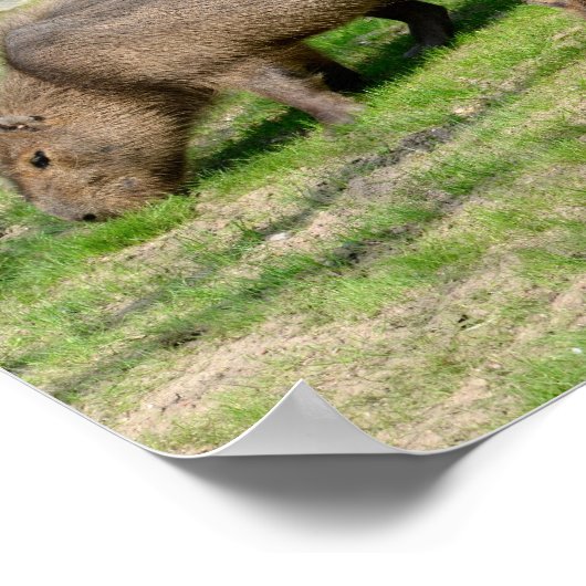 Capybara hydrochaeris poster (Ecke)