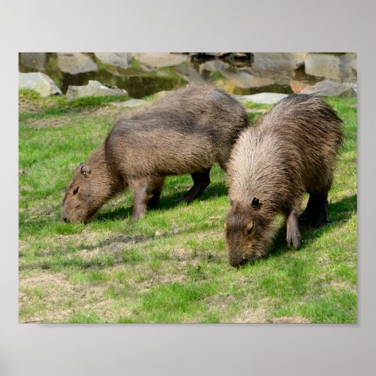 Capybara hydrochaeris poster (Vorne)
