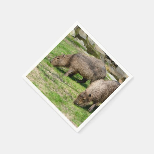 Capybara hydrochaeris serviette (Ecke)