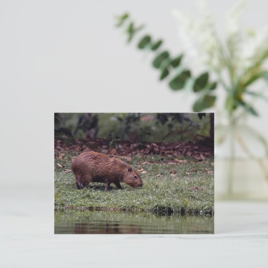 Capybara (Hydrochoerus hydrochaeris) Postkarte (Stehend Vorderseite)