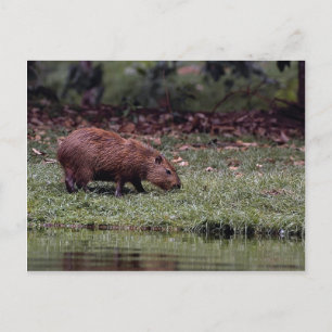 Capybara (Hydrochoerus hydrochaeris) Postkarte