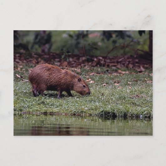 Capybara (Hydrochoerus hydrochaeris) Postkarte (Vorderseite)