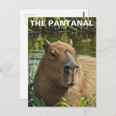 Capybara im Pantanal Postkarte (Vorne/Hinten)