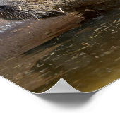 Capybara im Wasser Poster (Ecke)