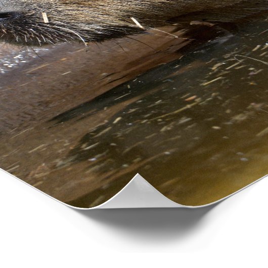 Capybara im Wasser Poster (Ecke)