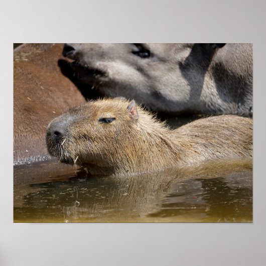 Capybara im Wasser Poster (Vorne)