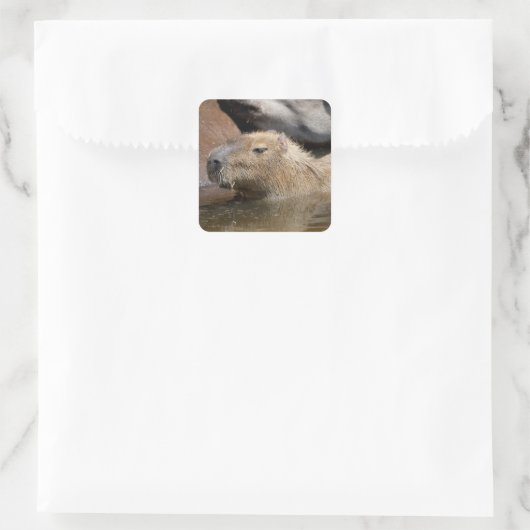 Capybara im Wasser Quadratischer Aufkleber (Tasche)