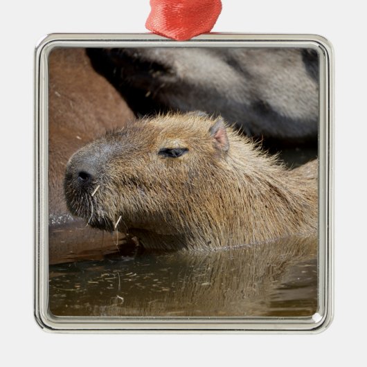 Capybara in Wasser Ornament Aus Metall (Vorne)