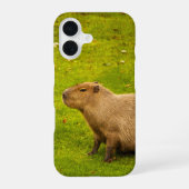 Capybara iPhone 16 Hülle (Rückseite)