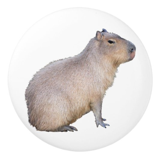 Capybara Keramikknauf (Vorderseite)