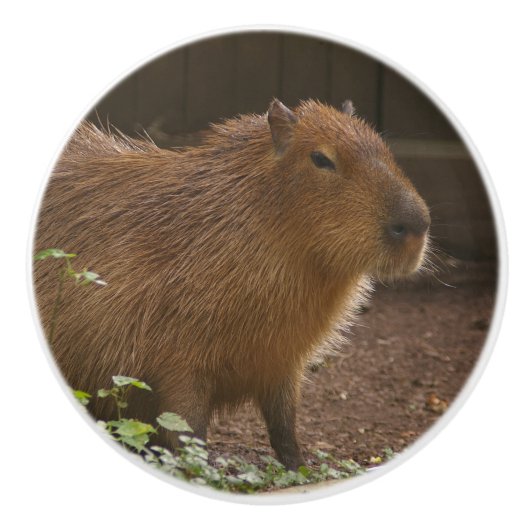 Capybara Keramikknauf (Vorderseite)