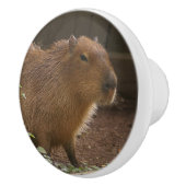 Capybara Keramikknauf (Rechts)