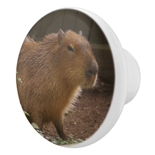 Capybara Keramikknauf (Rechts)