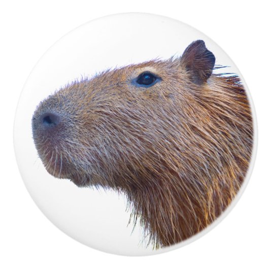 Capybara Keramikknauf (Vorderseite)