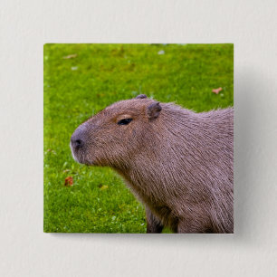 Capybara-Knopf Button