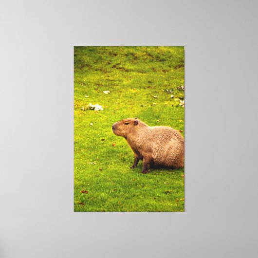 Capybara Leinwanddruck (Vorderseite)