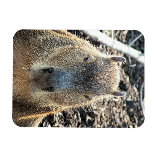 CAPYBARA MAGNET (Horizontal)