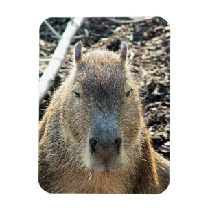 CAPYBARA MAGNET