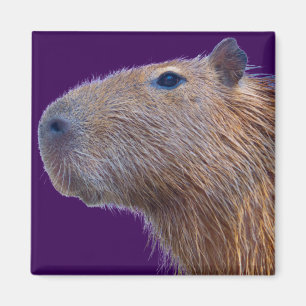 Capybara Magnet