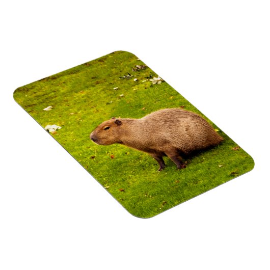 Capybara Magnet (Rechte Seite)