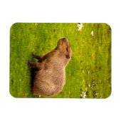 Capybara Magnet (Horizontal)