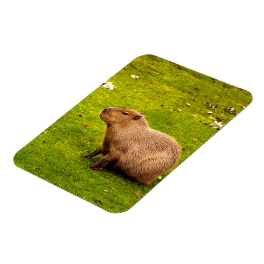 Capybara Magnet (Linke Seite)