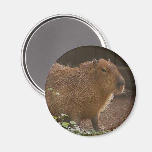 Capybara Magnet (Vorderseite/Rückseite)
