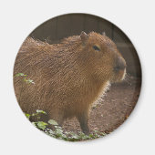 Capybara Magnet (Vorne)