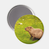 Capybara Magnet (Vorderseite/Rückseite)