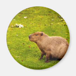 Capybara Magnet