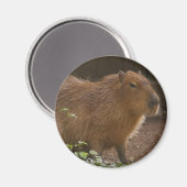 Capybara Magnet (Vorderseite/Rückseite)